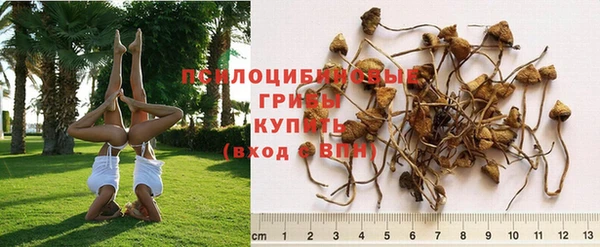 индика Кинешма